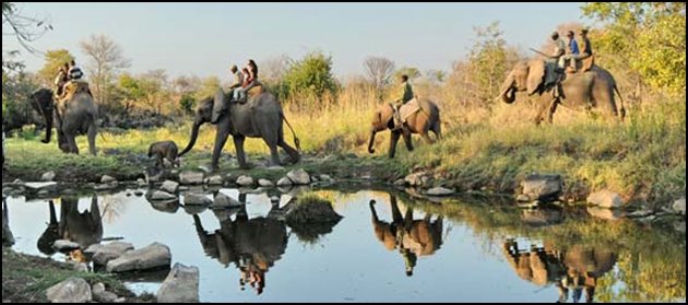 Elephant Back Riding Elephant Back Riding