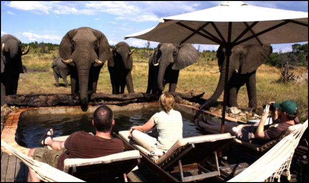 Elephant Close Encounter Elephant Close Encounter