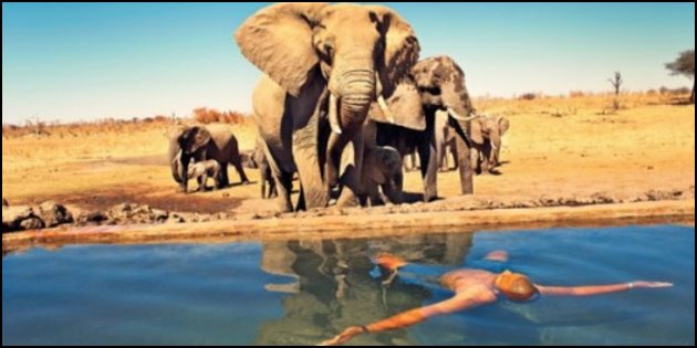 Elephants Come to Drink Elephants Come to Drink