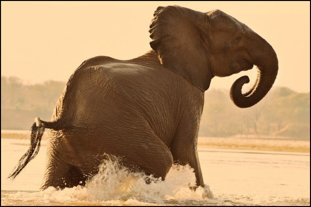 Zambezi Elephant Zambezi Elephant