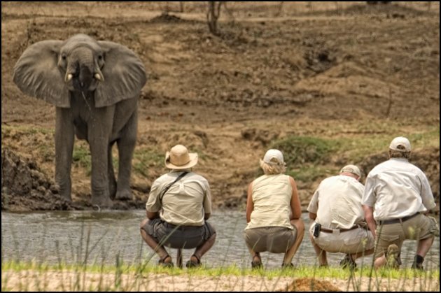 Walking Safari Walking Safari